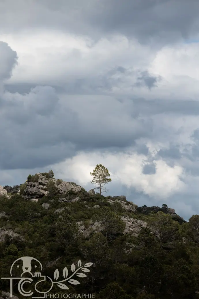 arbre-solitaire-colline-nuageux-teva-coffaro
