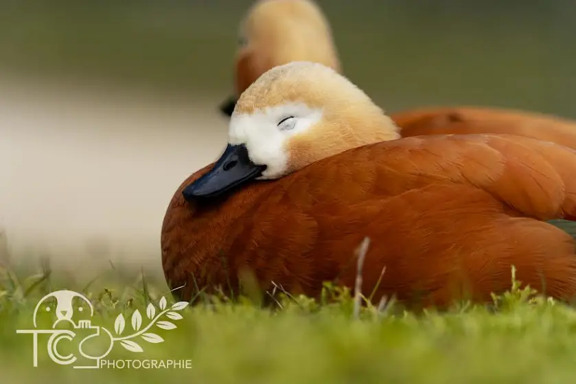 canard-endromi-ambiance-chaude-teva-coffaro