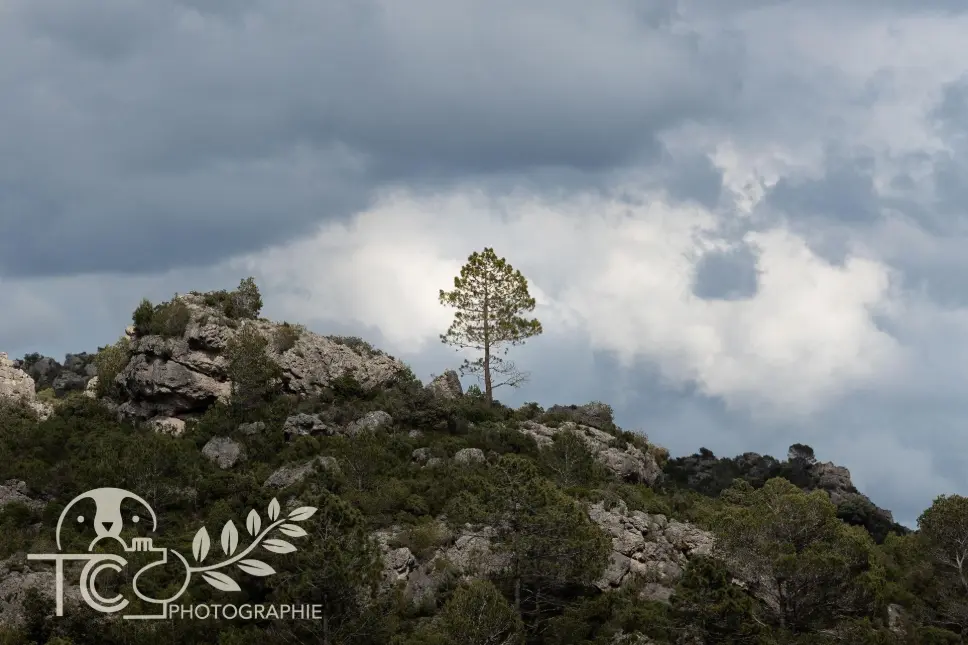 arbre-solitaire-montagnes-nuagescanard-endromi-ambiance-chaude-teva-coffaro