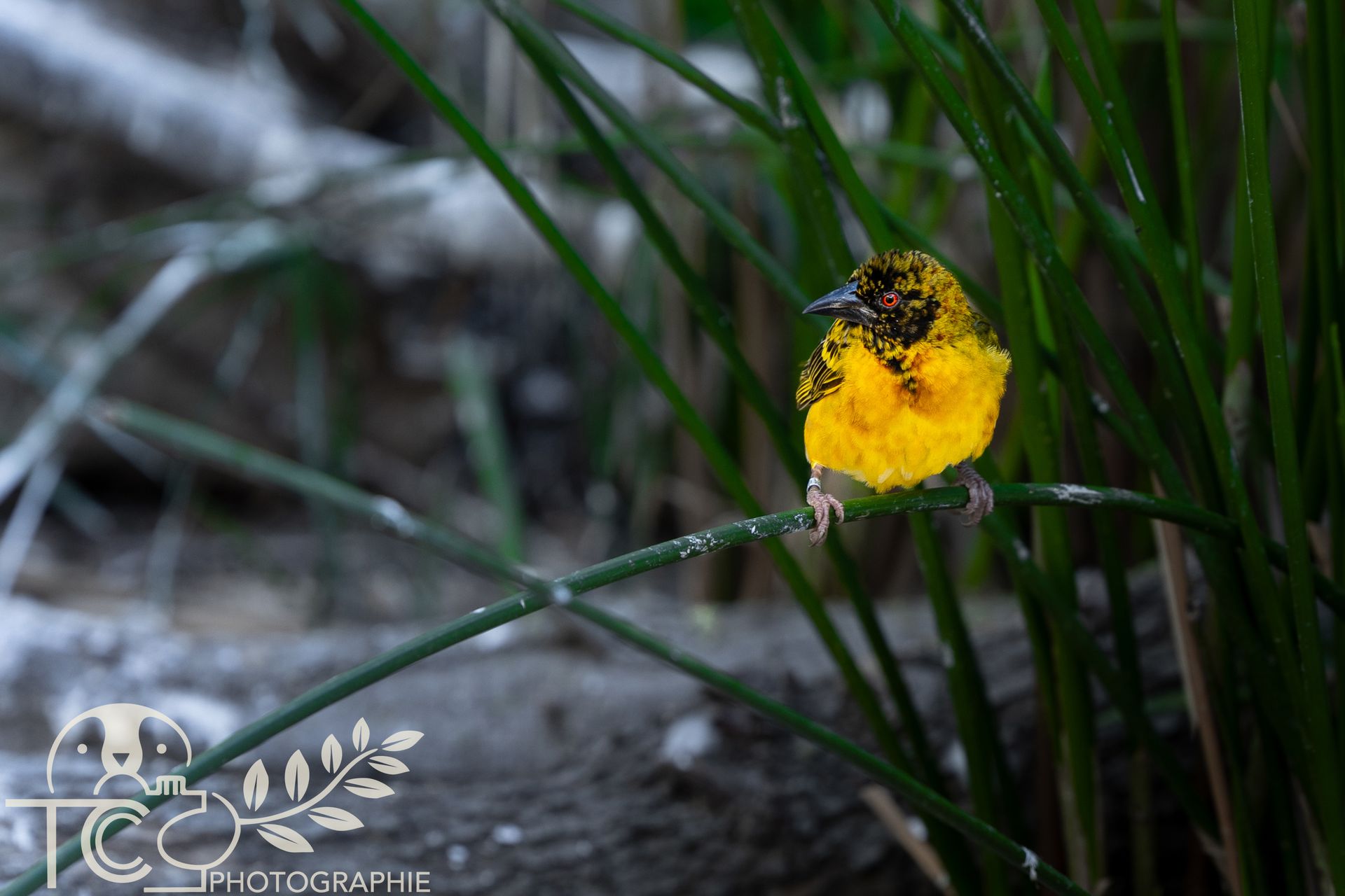 Tisserin-gendarme-jaune-végétation-teva-coffaro