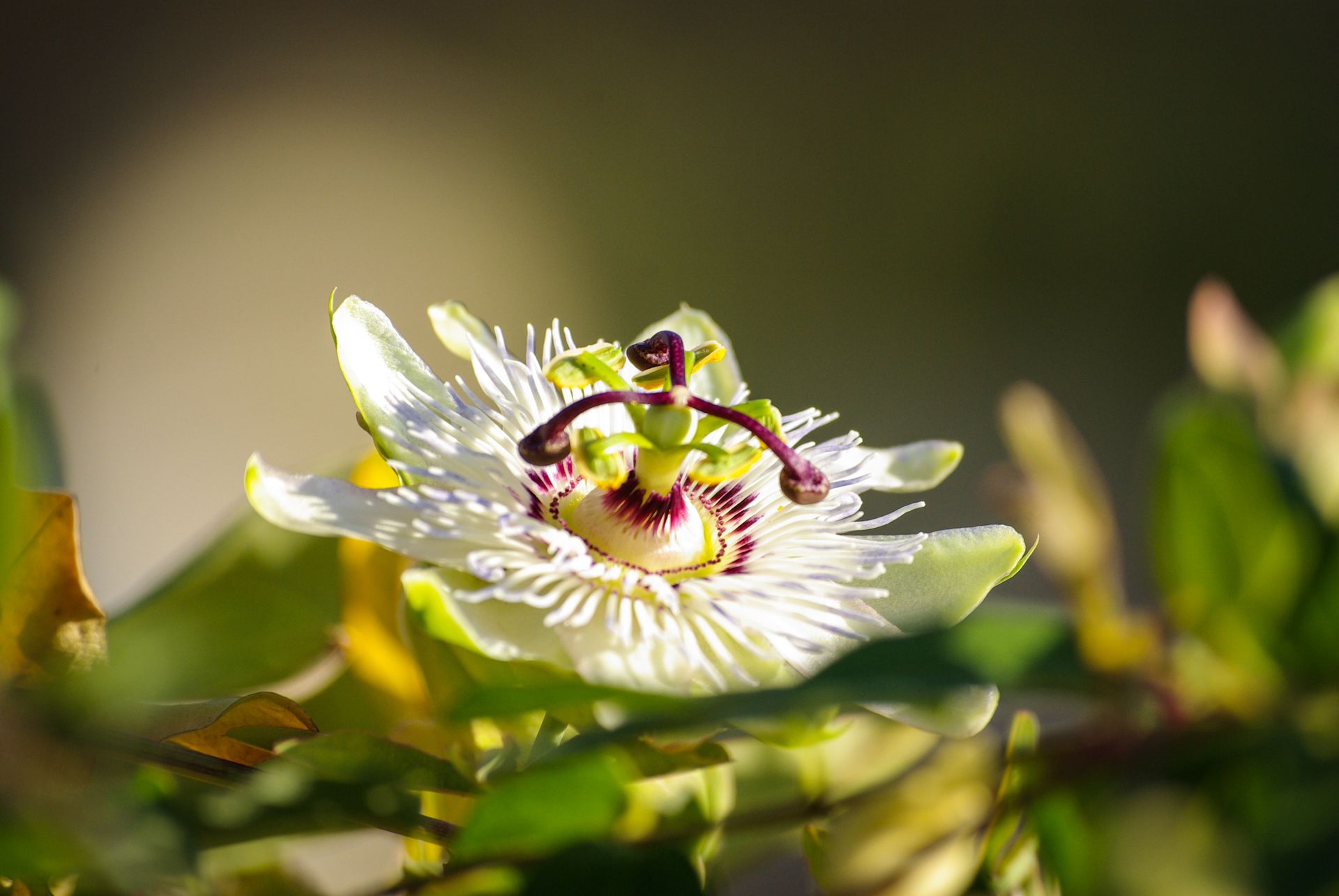 fleur-passiflore-lumière-chaude-teva-coffaro