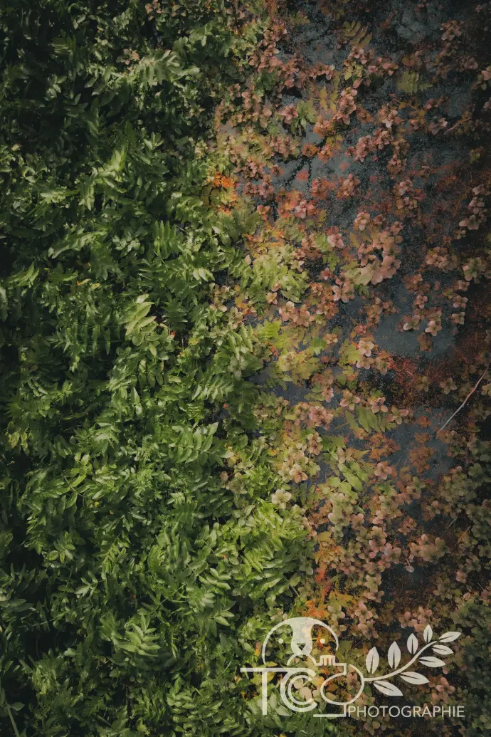 tapis-de-feuilles-végétations-vert-rose-teva-coffaro
