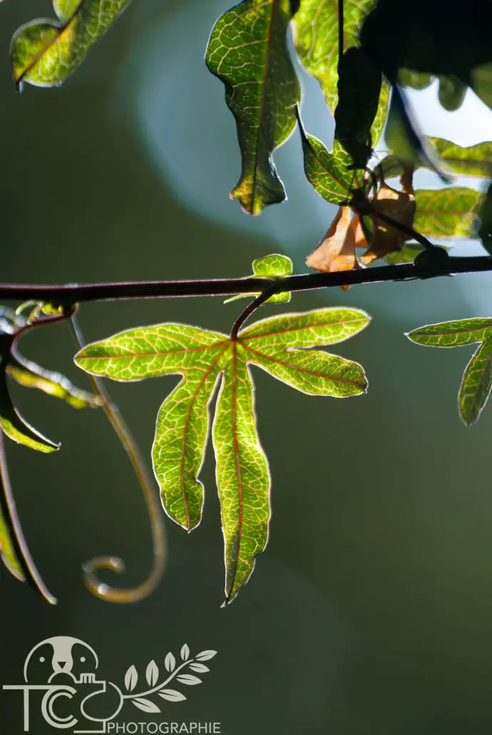 gros-plan-feuille-passiflore-verte-teva-coffaro
