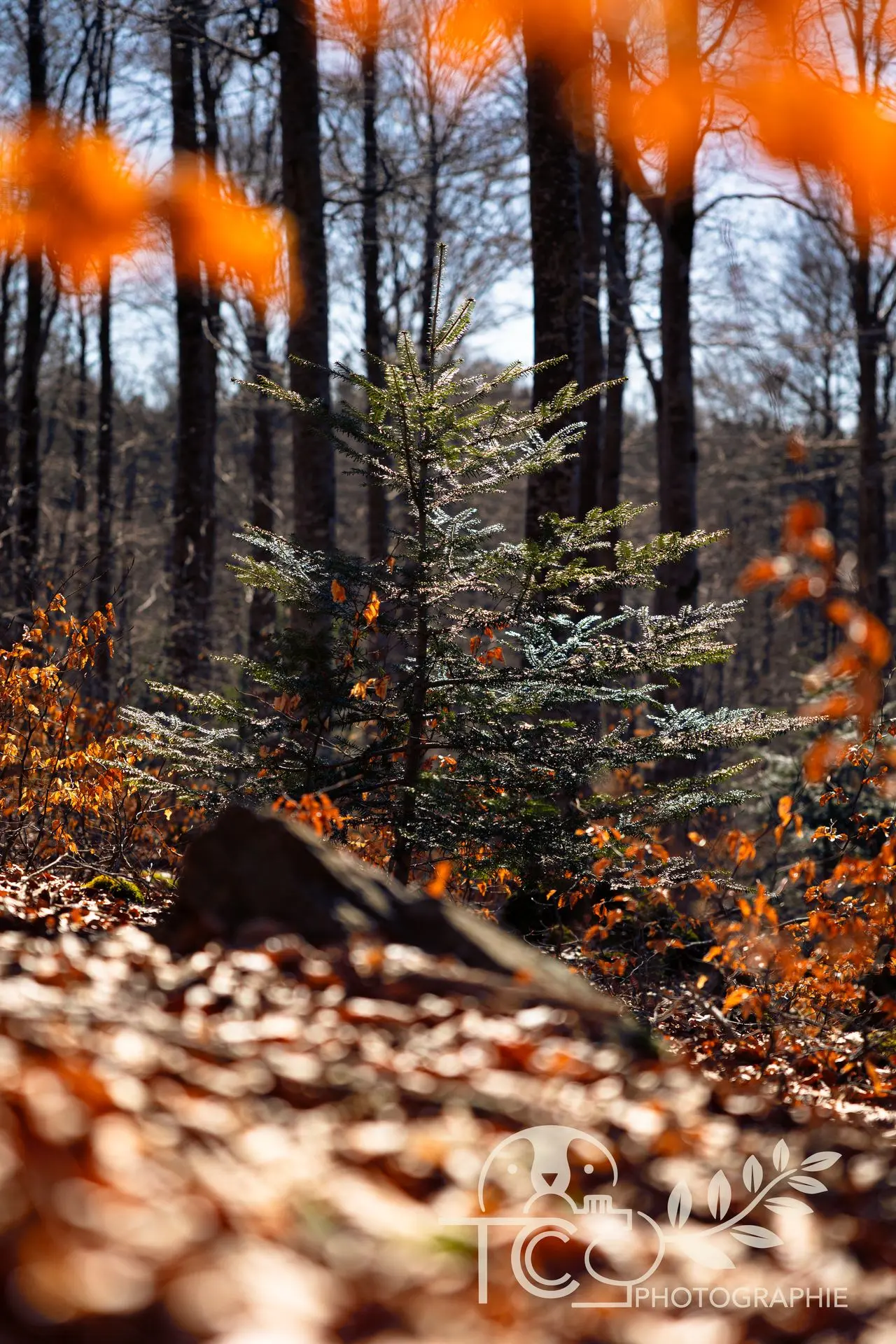 sapin-automne-forêt-teva-coffaro