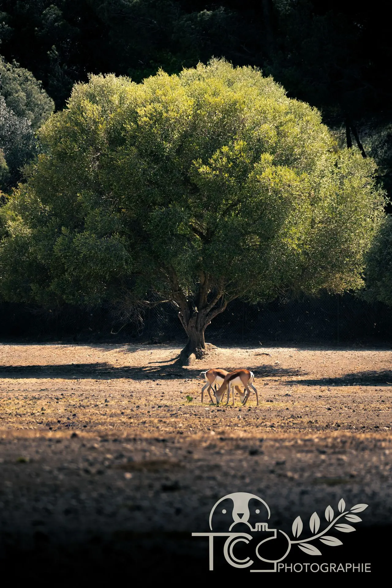 Arbre-vert-animaux-savane-teva-coffaro