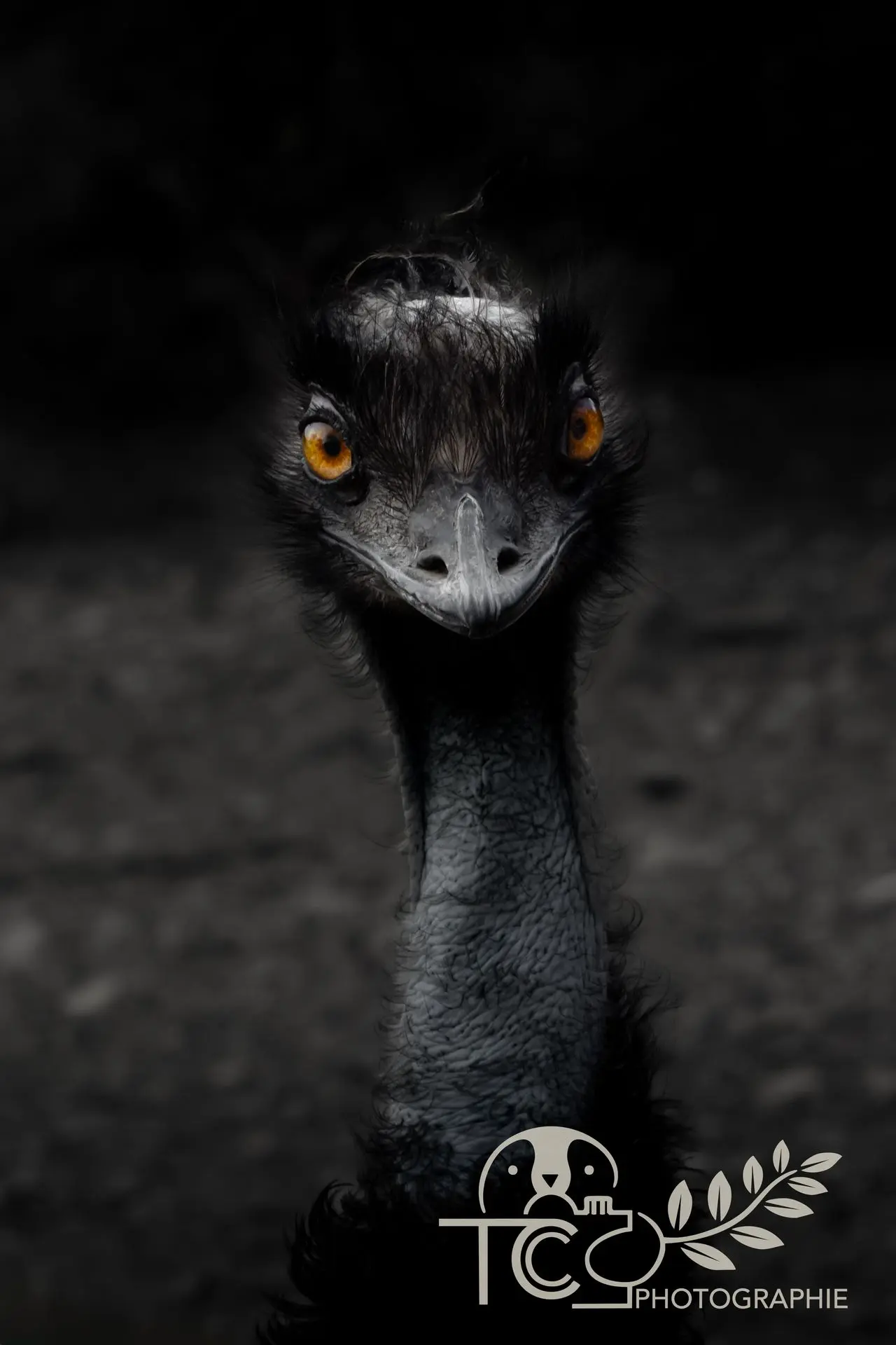 autruche-portrait-ambiance-noir-et-blanc-teva-coffaro