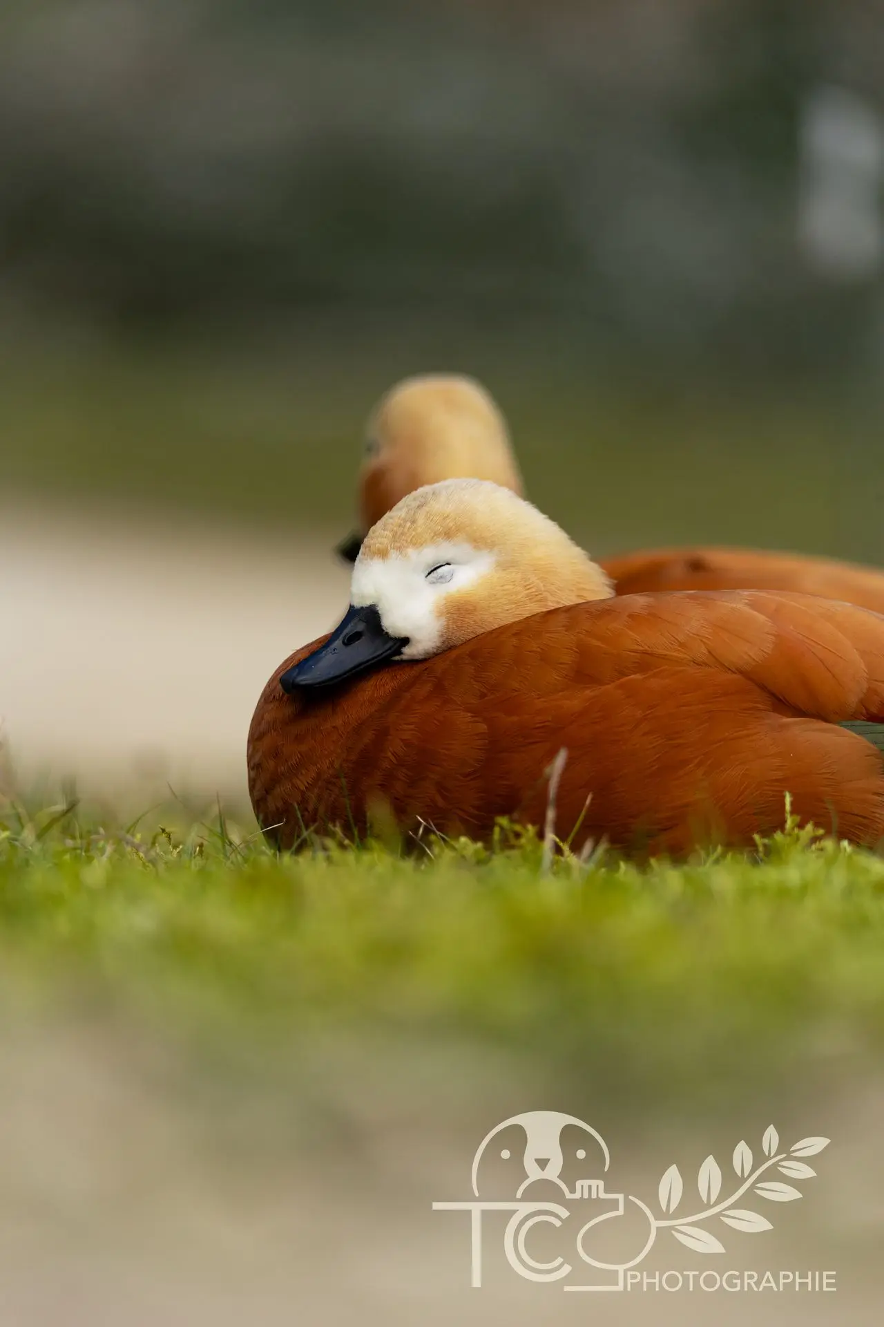 canard-endormi-ambiance-chaude-teva-coffaro