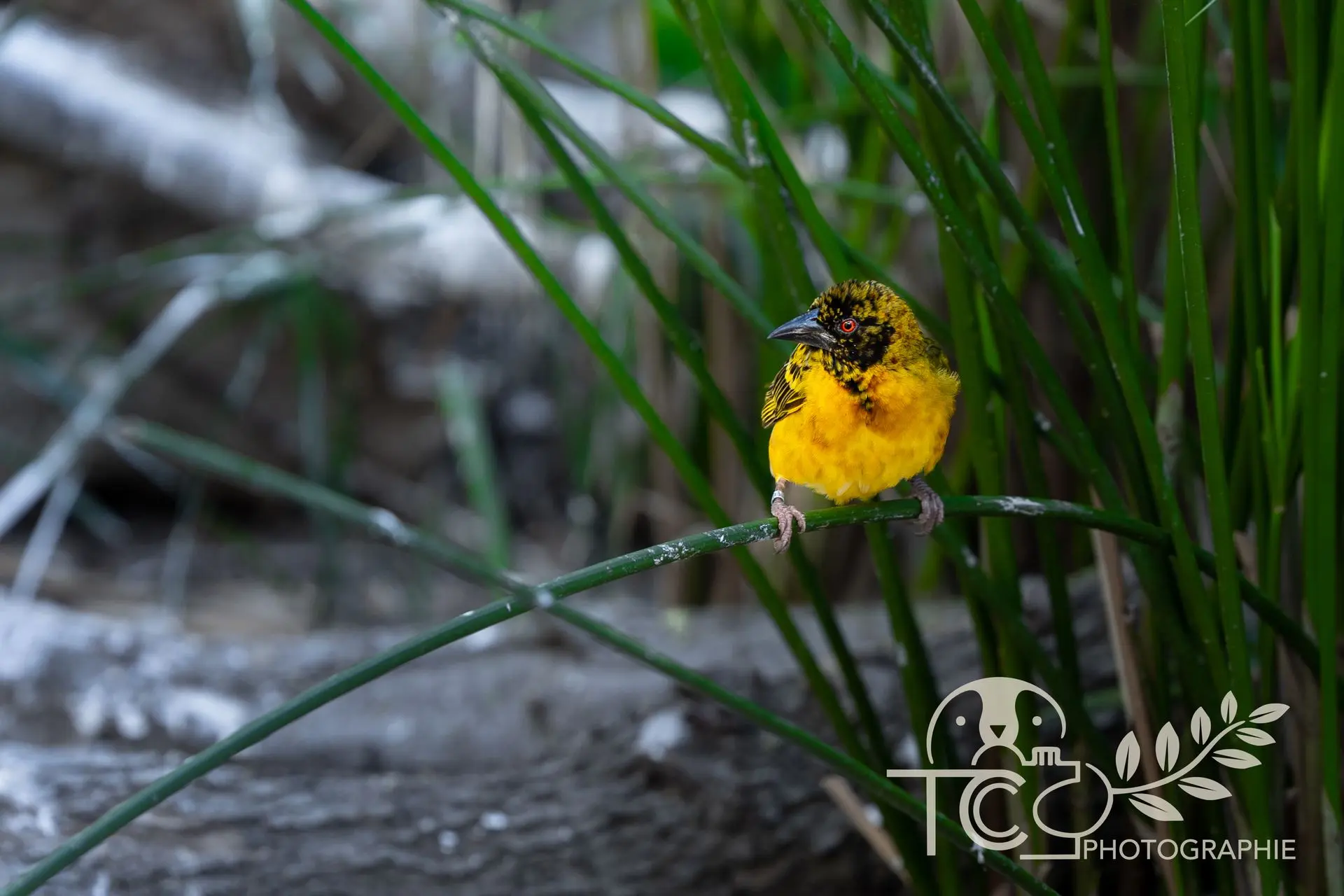 Tisserin-gendarme-jaune-végétation-teva-coffaro