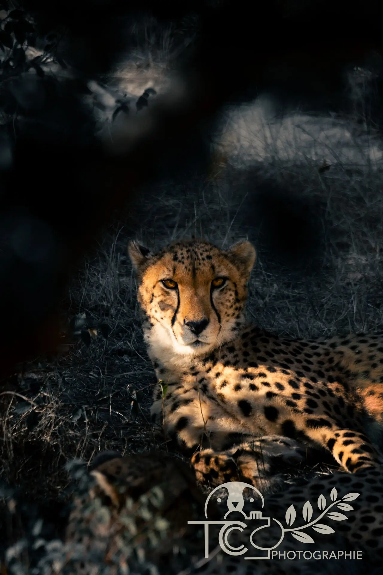 guépard-allongé-ambiance-orange-et-noir-teva-coffaro
