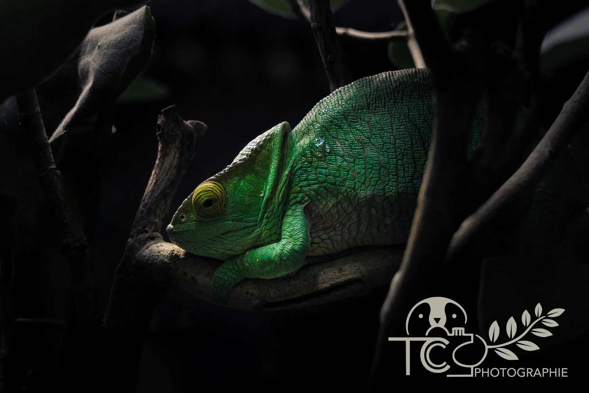 caméléon-portrait-sombre-teva-coffaro