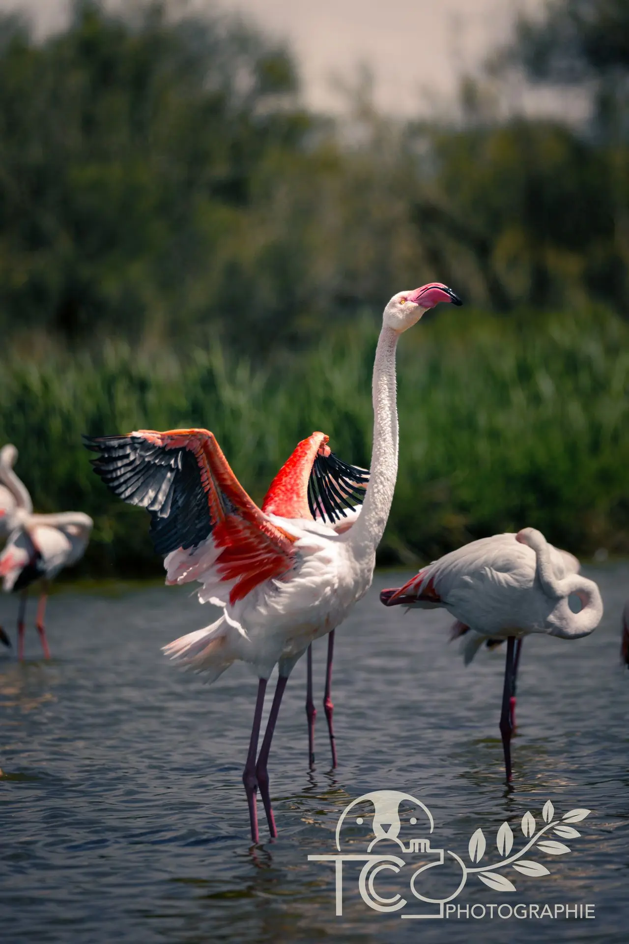 flamant-rose-danse-envol-eau-teva-coffaro