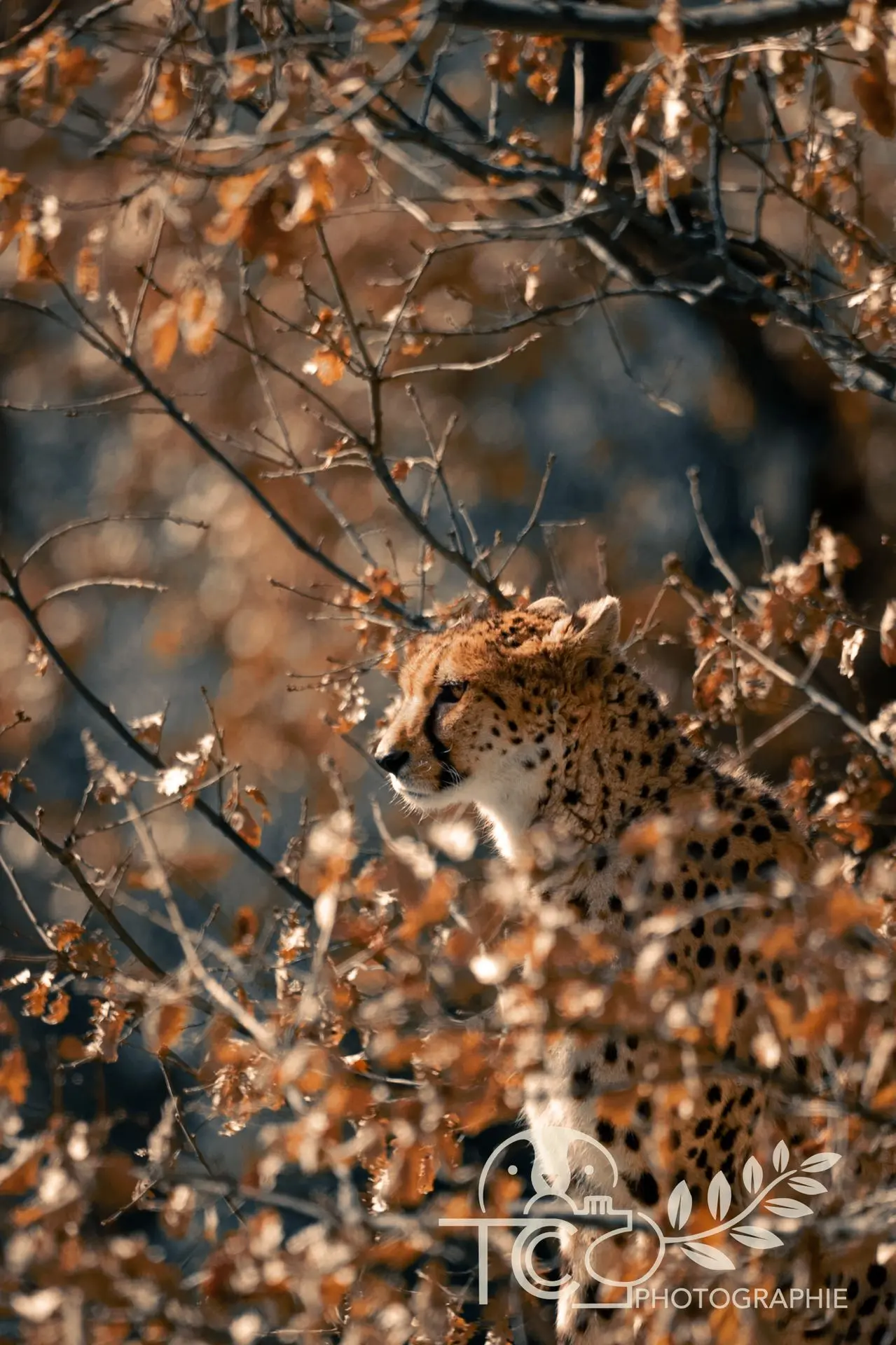guépard-nature-feuilles-orangées-automne-teva-coffaro
