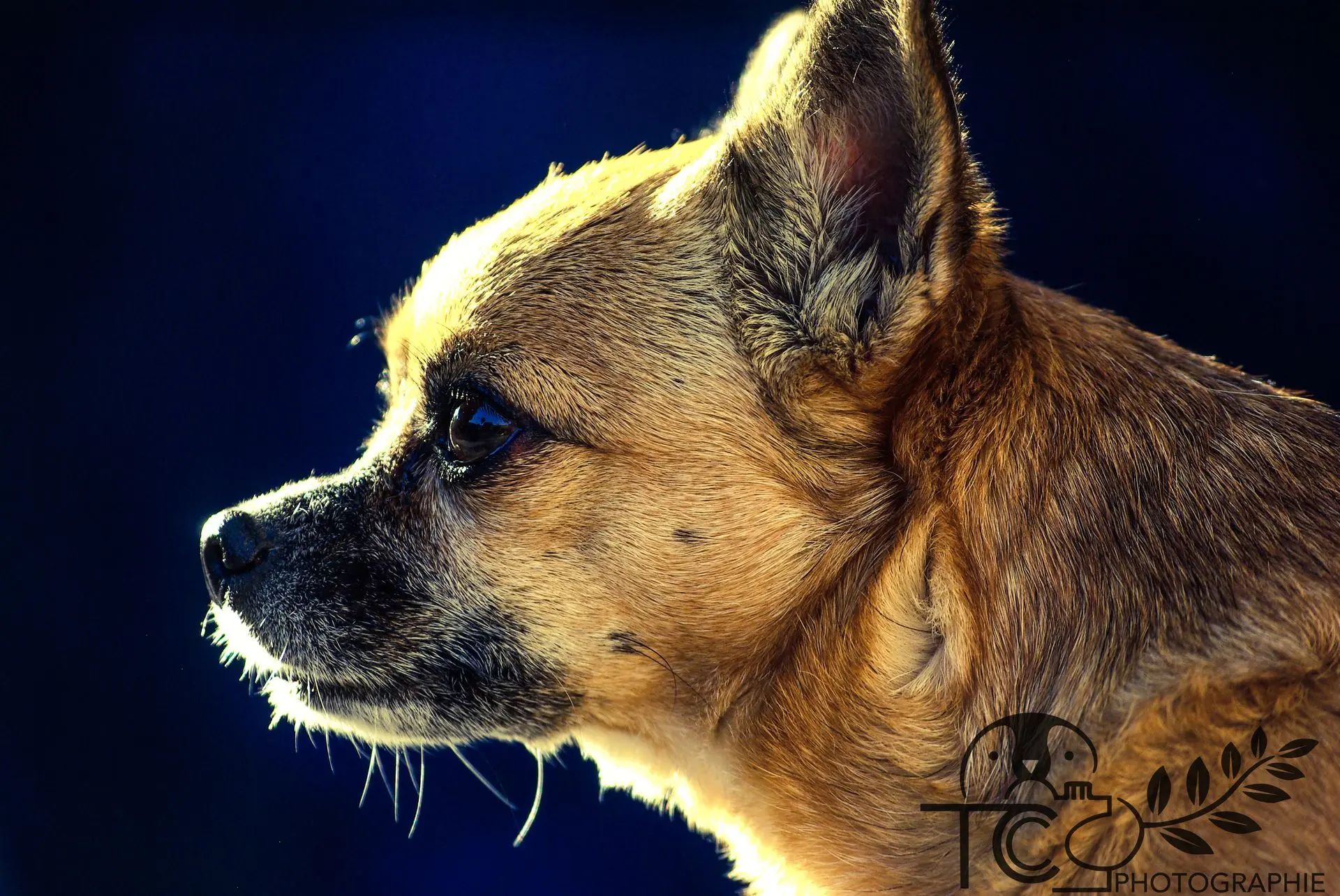 chihuahua-portrait-lumière-teva-coffaro