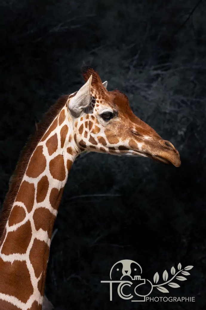 girafe-portrait-teva-coffaro