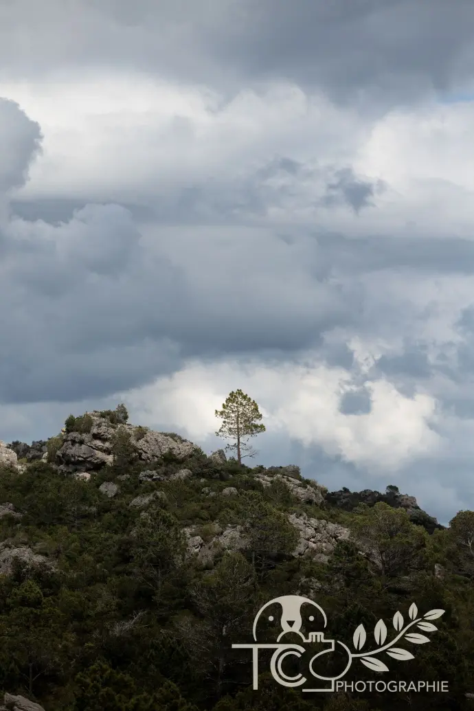arbre-solitaire-colline-nuageux-teva-coffaro