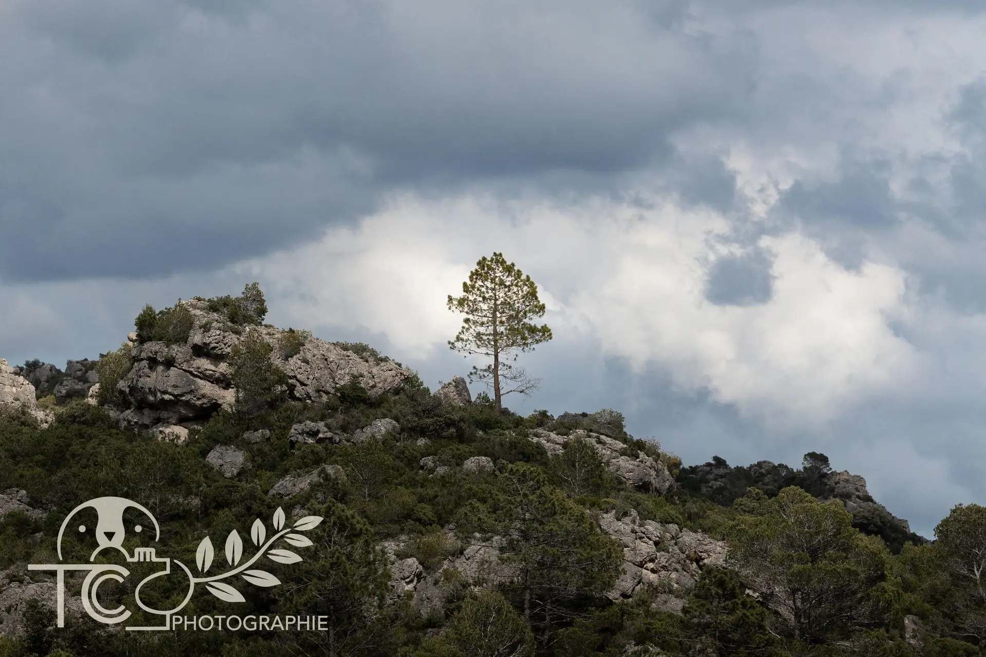 arbre-solitaire-montagnes-nuagescanard-endromi-ambiance-chaude-teva-coffaro