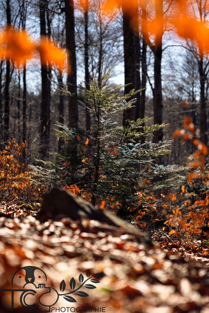 sapin-automne-forêt-teva-coffaro