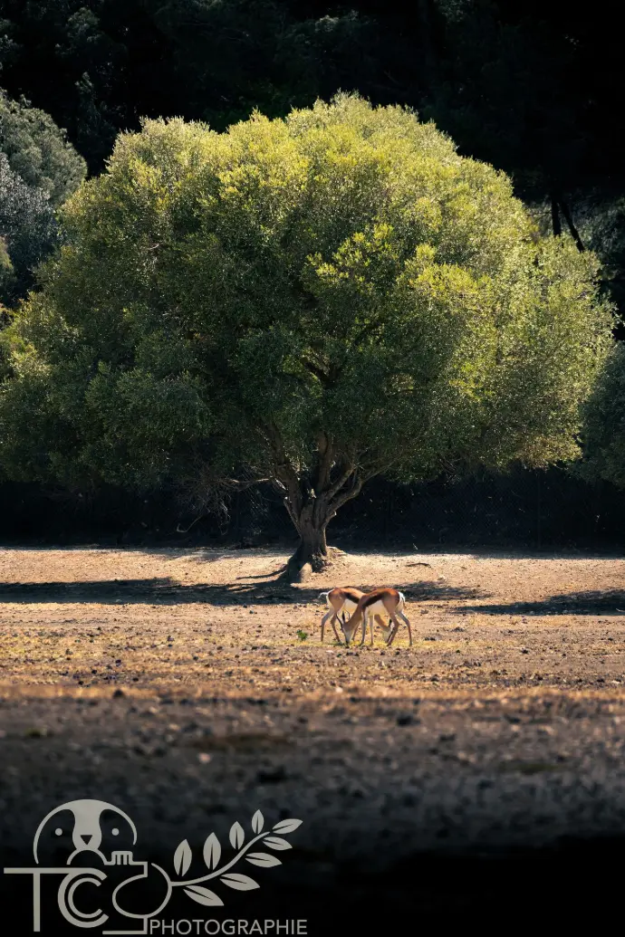 Arbre-vert-animaux-savane-teva-coffaro