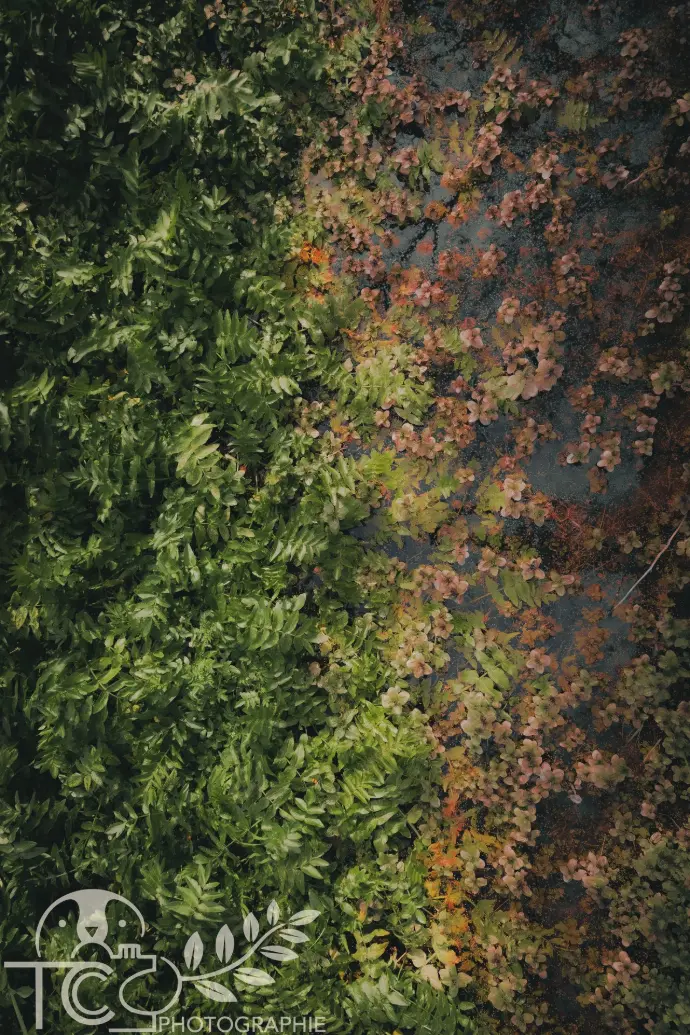 tapis-de-feuilles-végétations-vert-rose-teva-coffaro