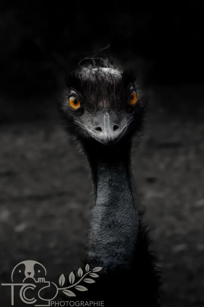 autruche-portrait-ambiance-noir-et-blanc-teva-coffaro