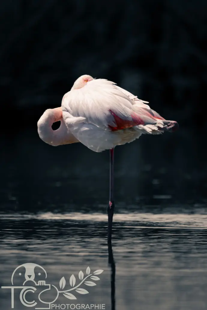 flamant-rose-solitaire-eau-teva-coffaro