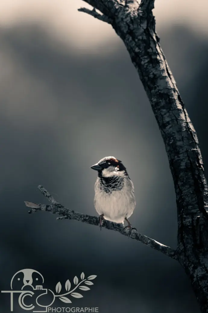 moineau-perché-branche-teva-coffaro